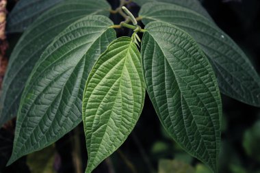 Taze yeşil yapraklar bitkisel yakın çekim fotoğraf, basit doğa fotoğrafçılığı konsepti