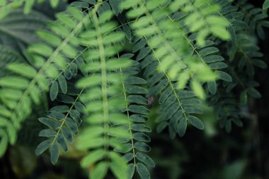 Taze yeşil yapraklar bitkisel yakın çekim fotoğraf, basit doğa fotoğrafçılığı konsepti