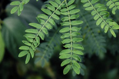 Taze yeşil yapraklar bitkisel yakın çekim fotoğraf, basit doğa fotoğrafçılığı konsepti