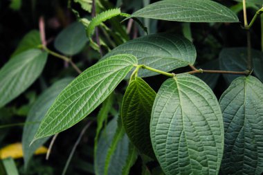 Taze yeşil yapraklar bitkisel yakın çekim fotoğraf, basit doğa fotoğrafçılığı konsepti