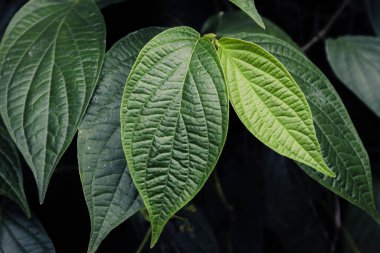 Taze yeşil yapraklar bitkisel yakın çekim fotoğraf, basit doğa fotoğrafçılığı konsepti