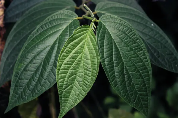 Taze yeşil yapraklar bitkisel yakın çekim fotoğraf, basit doğa fotoğrafçılığı konsepti