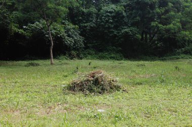 Parkta yeşil çimenler