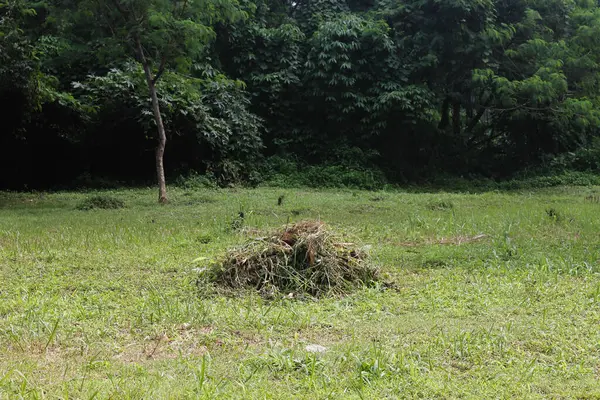 Parkta yeşil çimenler