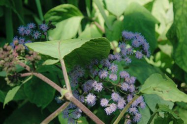 Bahçedeki güzel çiçekler
