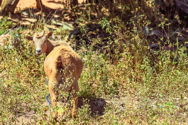 African Dwarf Goat Grazing Sun Natural Habitat Goat Milk Production — Stock Photo, Image