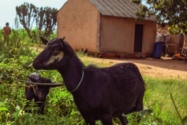 Afrika Cüce Keçisi Güneş Altında Doğal Yaşam Alanında Otlanıyor. Keçi Sütü Üretimi ve Afrika 'da Çobanlık