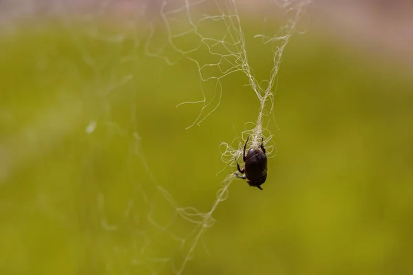 stock image bug on web, closeup