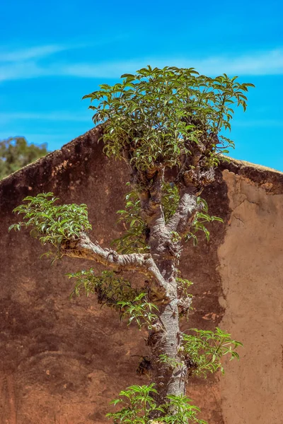 Alter Baum Wächst Der Nähe Von Haus Afrikanischer Gemeinschaft — Stockfoto