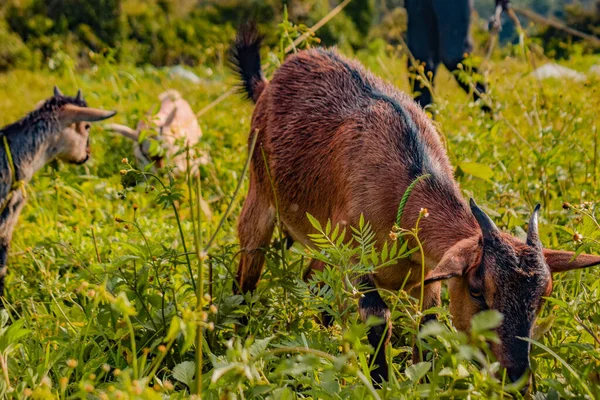 African Dwarf Goats Grazing Sun Natural Habitat Goat Milk Production — Stock Photo, Image