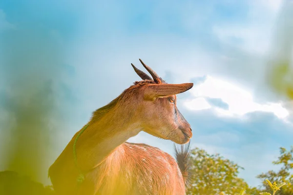Afrikanische Zwergziegen Weiden Unter Der Sonne Ihrem Natürlichen Lebensraum Ziegenmilchproduktion — Stockfoto