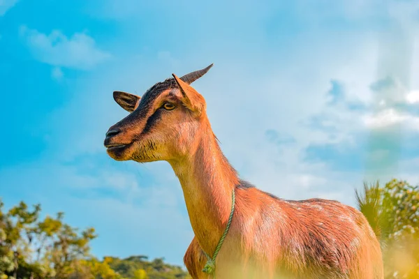 Afrikanische Zwergziegen Weiden Unter Der Sonne Ihrem Natürlichen Lebensraum Ziegenmilchproduktion — Stockfoto
