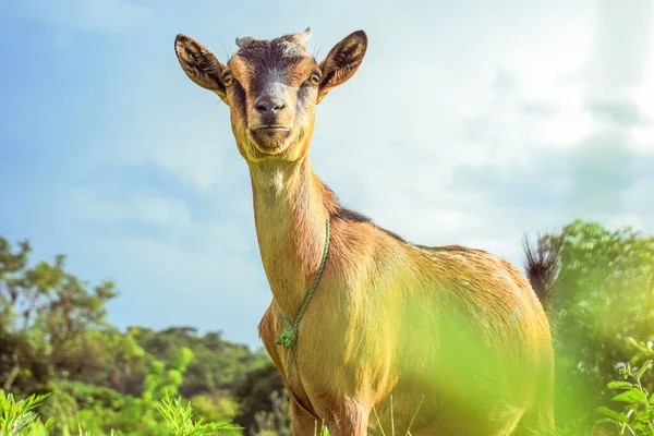 African Dwarf Goat Grazing Sun Natural Habitat Produção Pastoreio Leite — Fotografia de Stock
