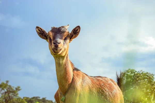 African Dwarf Goat Grazing Sun Natural Habitat Produção Pastoreio Leite — Fotografia de Stock