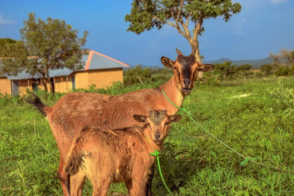 非洲矮山羊在自然栖息地阳光下吃草 非洲羊奶生产和饲养 — 图库照片