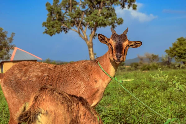 Niedliche Ziegen Vor Ländlicher Kulisse Einem Sonnigen Nachmittag Afrika — Stockfoto