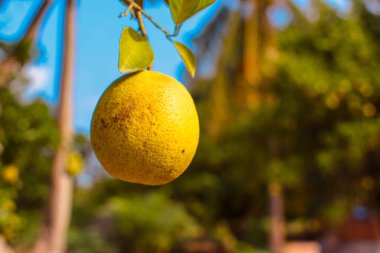 Nijerya 'daki Portakal Bahçesi, Batı Afrika. Citrus Scab VerruCOSIS Hastalığı. Mantar Portakal Bahçesini Yok Ediyor.