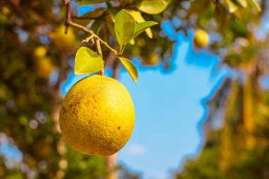 Nijerya 'daki Portakal Bahçesi, Batı Afrika. Citrus Scab VerruCOSIS Hastalığı. Mantar Portakal Bahçesini Yok Ediyor.