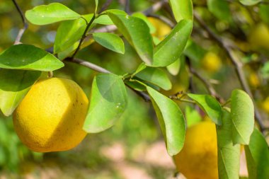 Nijerya 'daki Portakal Bahçesi, Batı Afrika. Citrus Scab VerruCOSIS Hastalığı. Mantar Portakal Bahçesini Yok Ediyor.