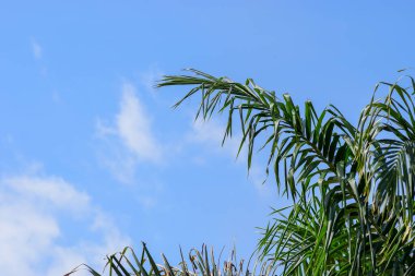 Afrika 'daki Palmiye Ağacı Çiftliği