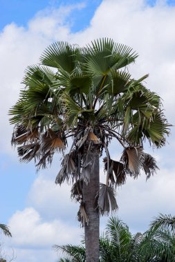 Mavi arkaplanda büyük bir palmiye ağacı
