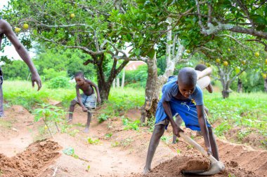 Abuja, Nijerya - 12 Haziran 2023: Bir grup Afrikalı çocuk bitki ekmek için toprağı kazıyor 