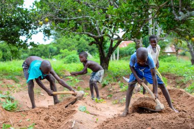 Abuja, Nijerya - 12 Haziran 2023: Bir grup Afrikalı çocuk bitki ekmek için toprağı kazıyor 