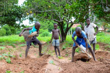 Abuja, Nijerya - 12 Haziran 2023: Bir grup Afrikalı çocuk bitki ekmek için toprağı kazıyor 
