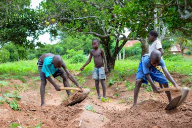 Abuja, Nijerya - 12 Haziran 2023: Bir grup Afrikalı çocuk bitki ekmek için toprağı kazıyor 