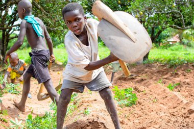 Abuja, Nijerya - 12 Haziran 2023: Bir grup Afrikalı çocuk bitki ekmek için toprağı kazıyor 
