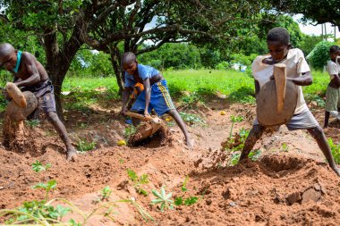 Abuja, Nijerya - 12 Haziran 2023: Bir grup Afrikalı çocuk bitki ekmek için toprağı kazıyor 