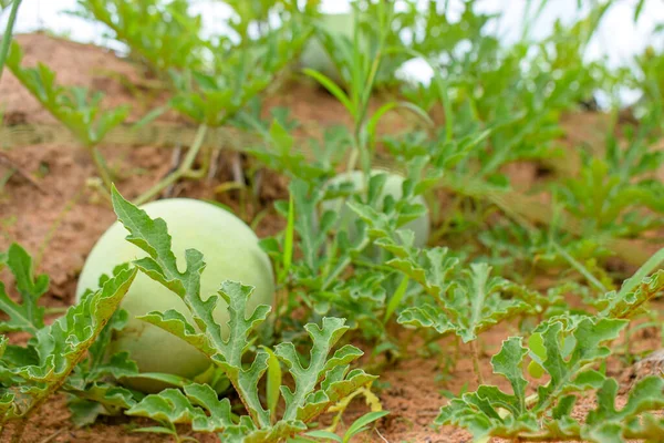 Melon Growing Ground Farming Africa Home Garden — Stock Photo, Image