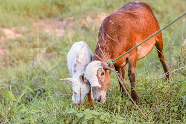 Cabras Bonitos Cenário Rural Uma Tarde Ensolarada África — Fotografia de Stock