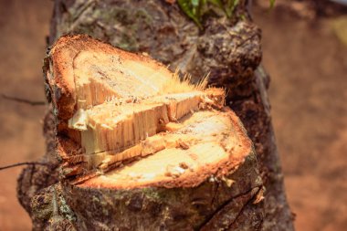 Ağaç gövdesinden kesilmiş.