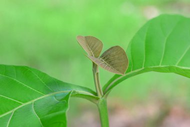 Ormanda yeşil yapraklar