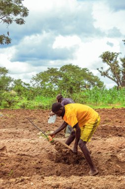 Abuja, Nijerya - 06 Aralık 2021: Afrikalılar tarlada sebze topluyor 
