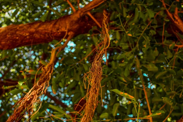 木の枝やアフリカの自然 — ストック写真