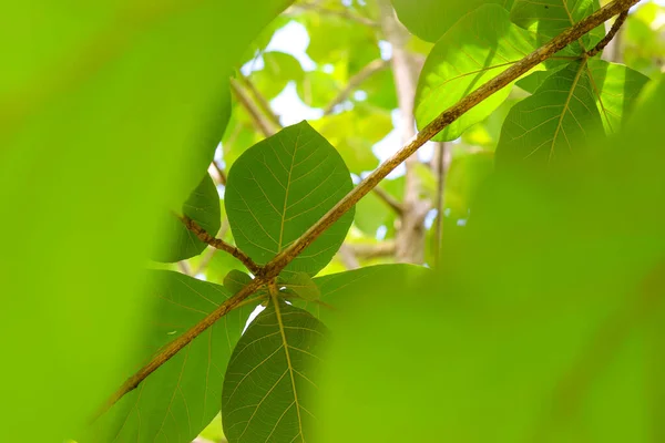 stock image green leaves in the forest