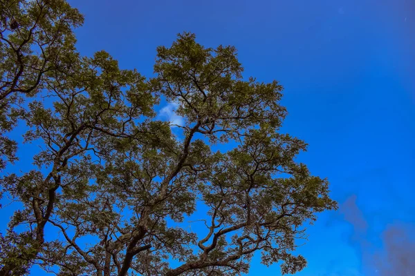緑の木と青い空 — ストック写真