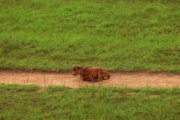 Plateau State Nigeria April 2023 African Dwarf Goat Lie Road — Stock Photo, Image
