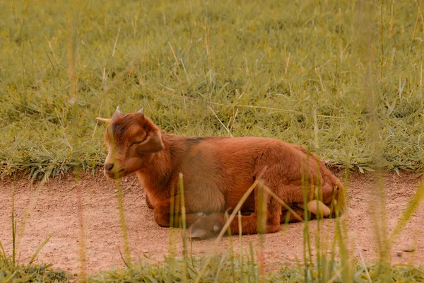 Plateau State Nigéria Abril 2023 African Dwarf Goat Encontra Estrada — Fotografia de Stock