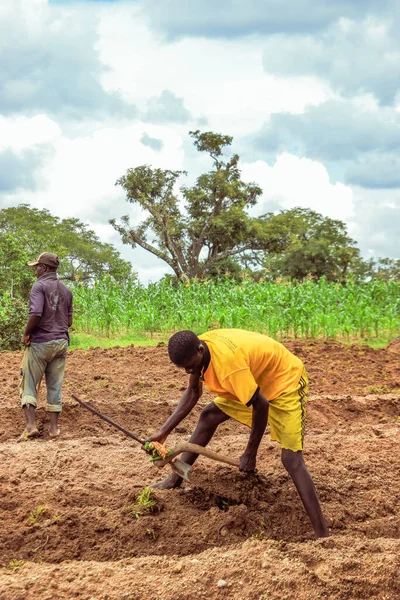 Abuja, Nijerya - 06 Aralık 2021: Afrikalılar tarlada sebze topluyor 