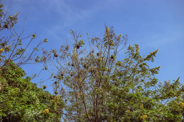 緑の木と青い空 — ストック写真
