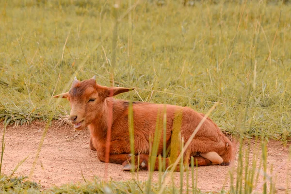 Plateau State Nigéria Abril 2023 African Dwarf Goat Grazing Sun — Fotografia de Stock