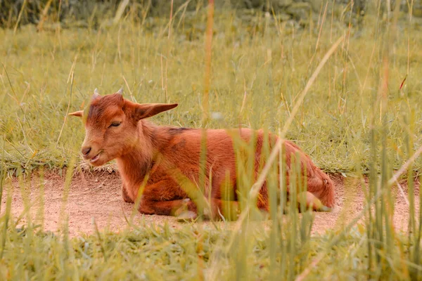 Plateau State Nigéria Abril 2023 African Dwarf Goat Grazing Sun — Fotografia de Stock