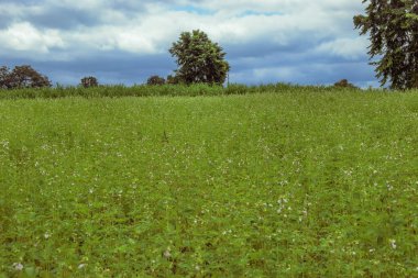 Güzel yeşil çimenler ve mavi gökyüzü, Afrika manzarası