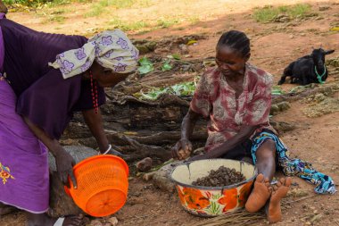 Opialu, Benue State - 6 Mart 2021: Sıcak bir öğleden sonra, Palm Kernel Tohumlarını sınıflandıran Afrikalı Kadın