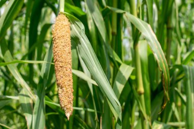 yeşil tarla güneşli bir günde