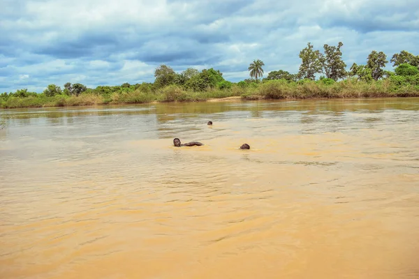 stock image Delta State, Nigeria - December 9, 2021: African men swimming in river with unclean water, Nigeria