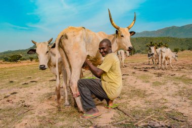 Jos East, Plateau State - 12 Mayıs 2021: Yerel Afrikalı Çiftçi Süt Ürünlerini geleneksel olarak elleriyle güzel ve sakin bir çiftlik arazisinde sağıyor. Sığır Sanayii